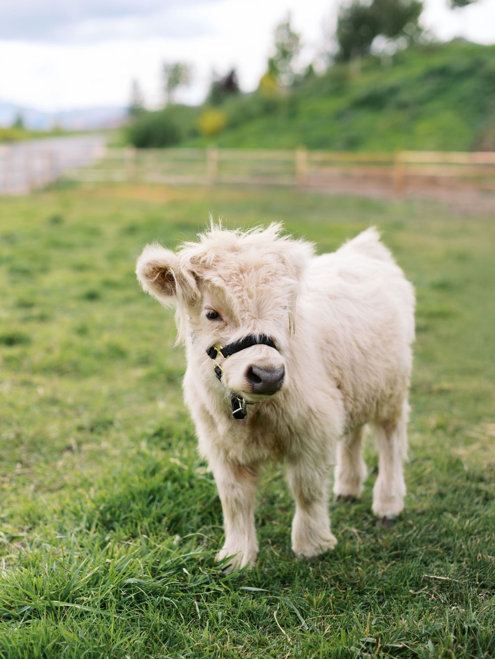 Fluffy white miniature Highland calf wearing a halter standing on green grass at a farm.