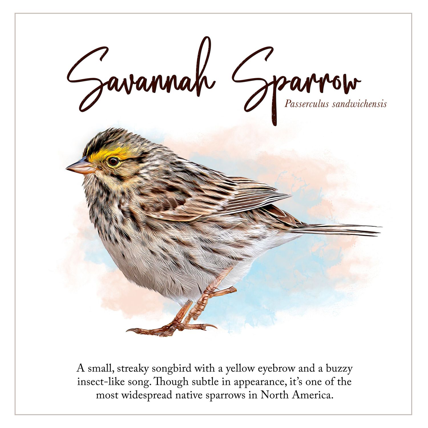 Illustrated Savannah Sparrow bird print with yellow eyebrow markings and scientific name Passerculus sandwichensis on white background.