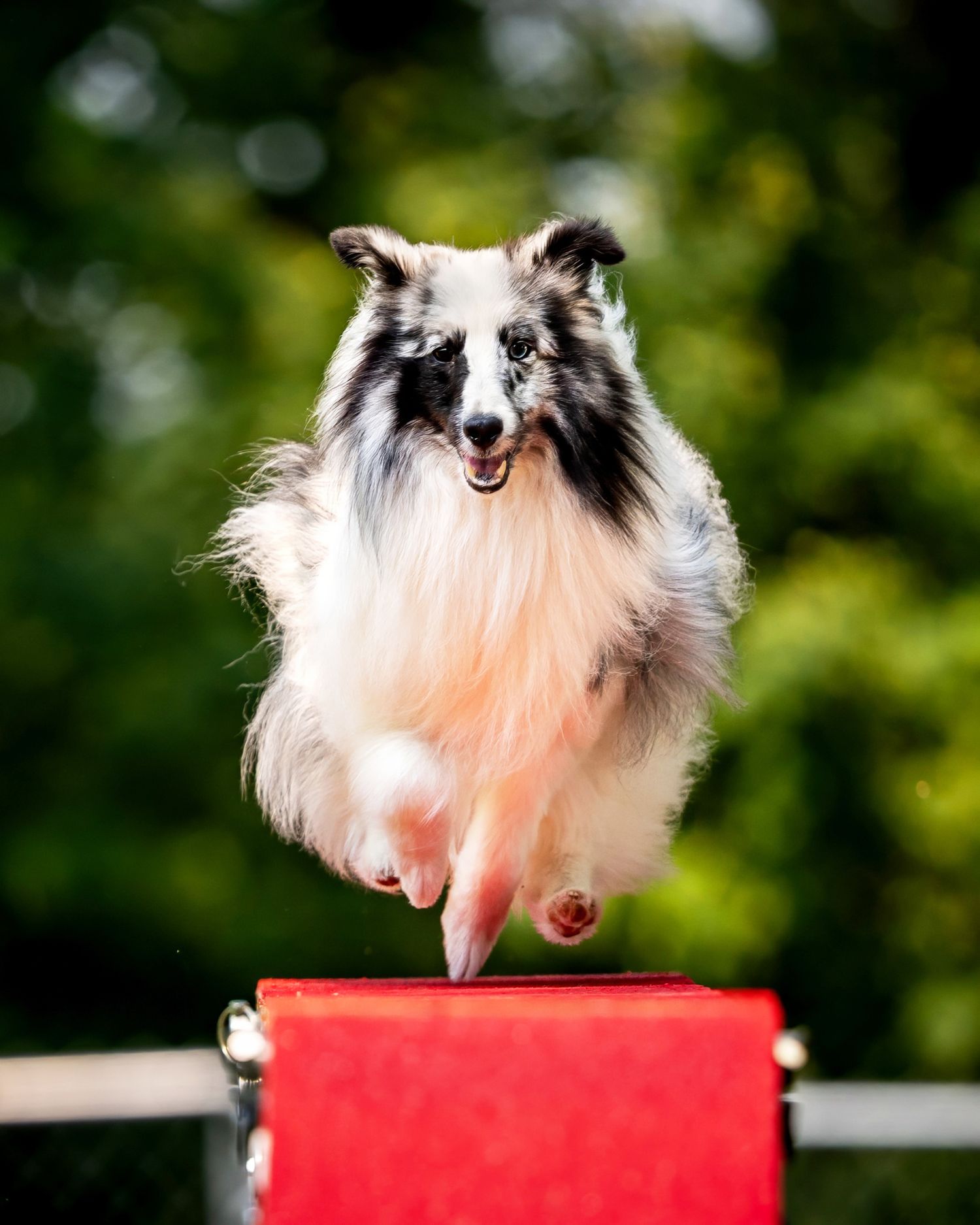A Shetland Sheepdog jumps over a red agility obstacle with perfect form against a blurred green background.