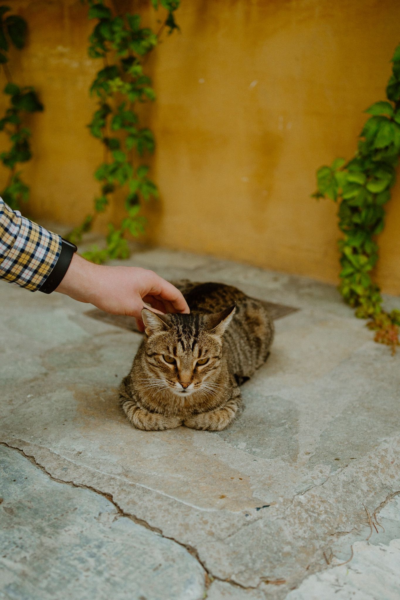 Someone gently pets a striped tabby cat relaxing on concrete with green vines climbing the golden wall behind it.