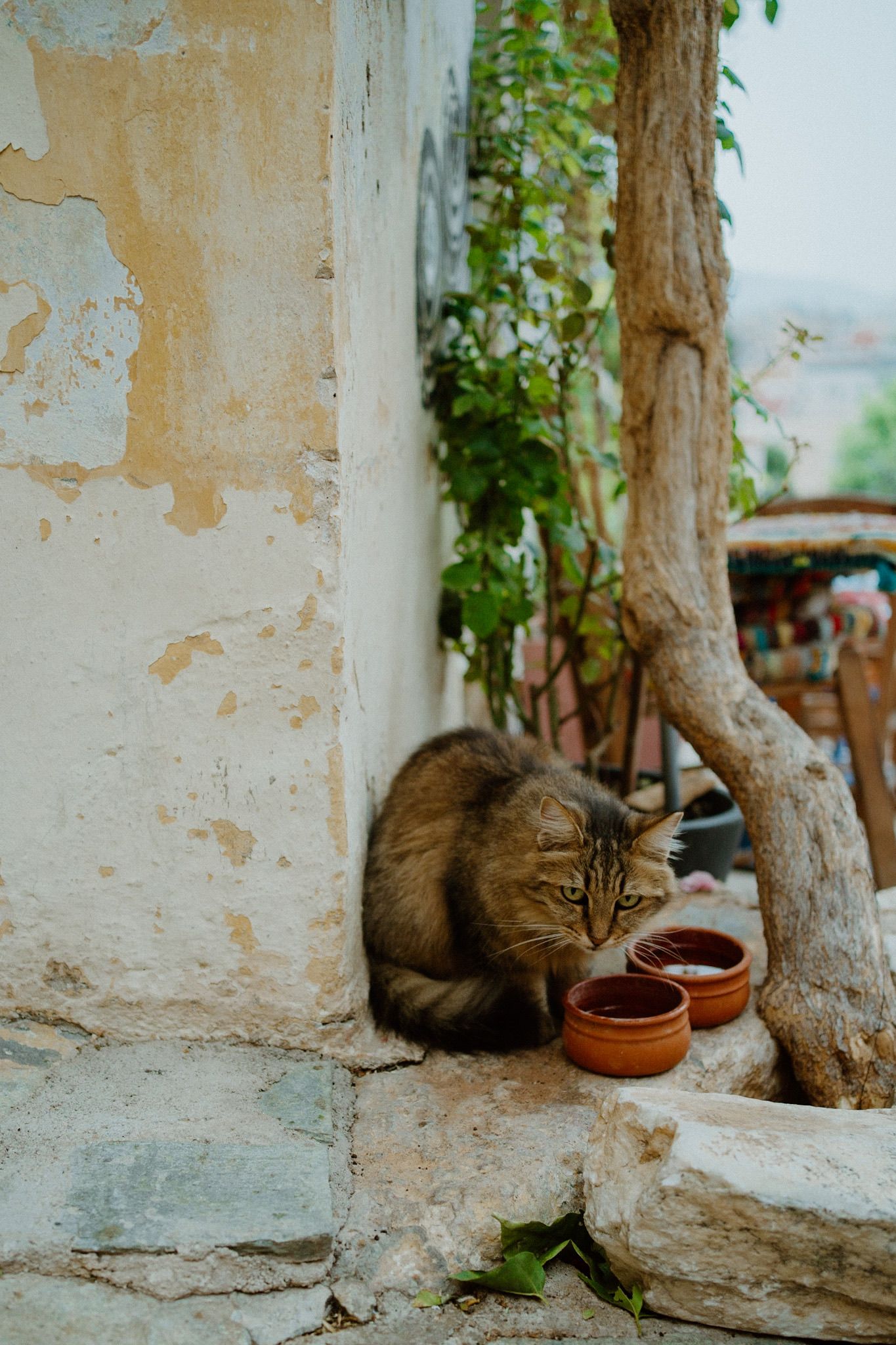 A brown cat sits curled up next to clay food bowls against a weathered white wall with a tree trunk.