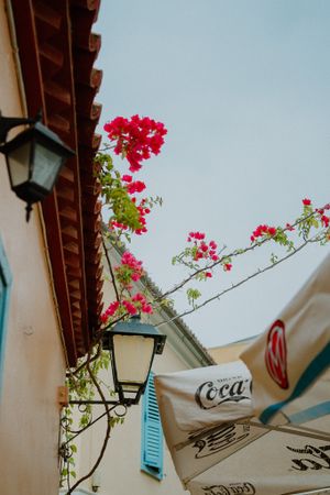 Pink bougainvillea flowers bloom against a white wall with vintage street lamp and Coca-Cola umbrella in Mediterranean setting.