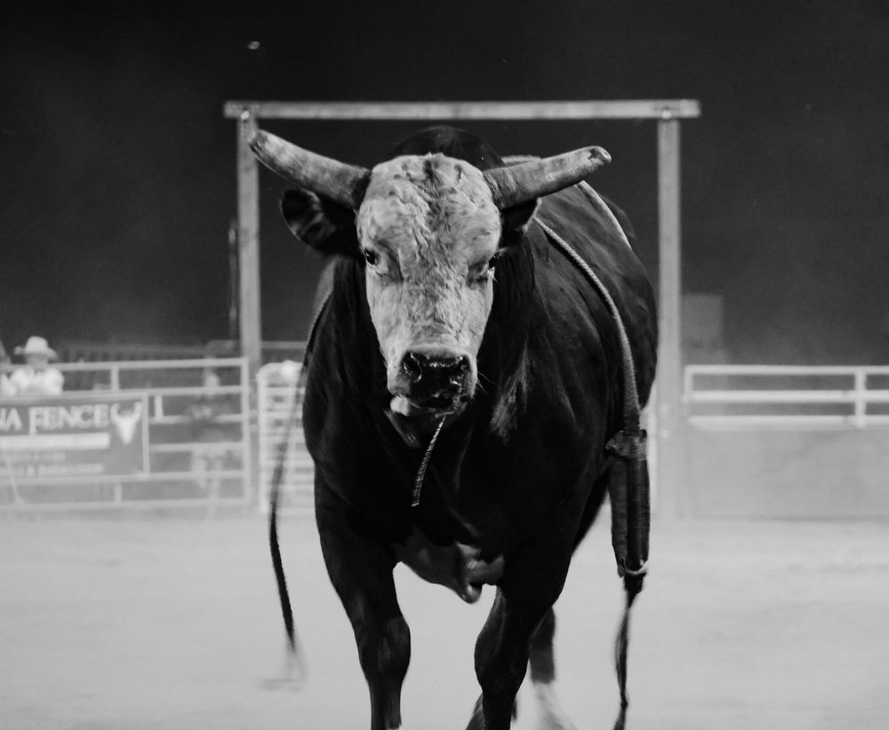 Black bull facing camera in rodeo arena with intense expression.
