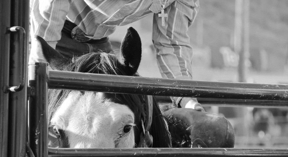 Close up black and white view of rodeo preparations behind the chutes.