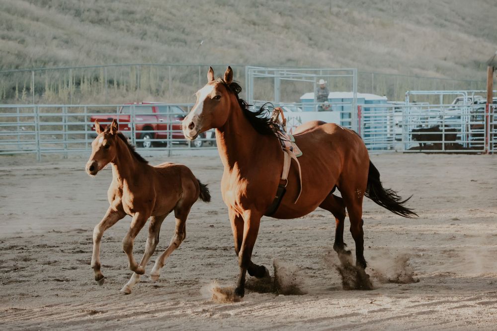 Mare and foal running together in dusty rodeo arena.
