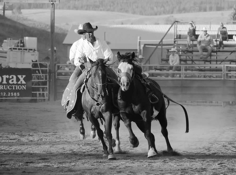 Black and white photo of cowboy roping a calf during rodeo competition.