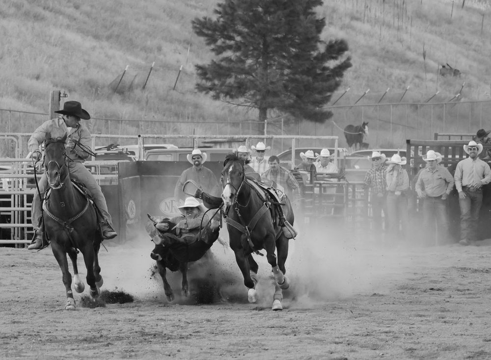 Vintage black and white photo of steer wrestling action at a western rodeo.