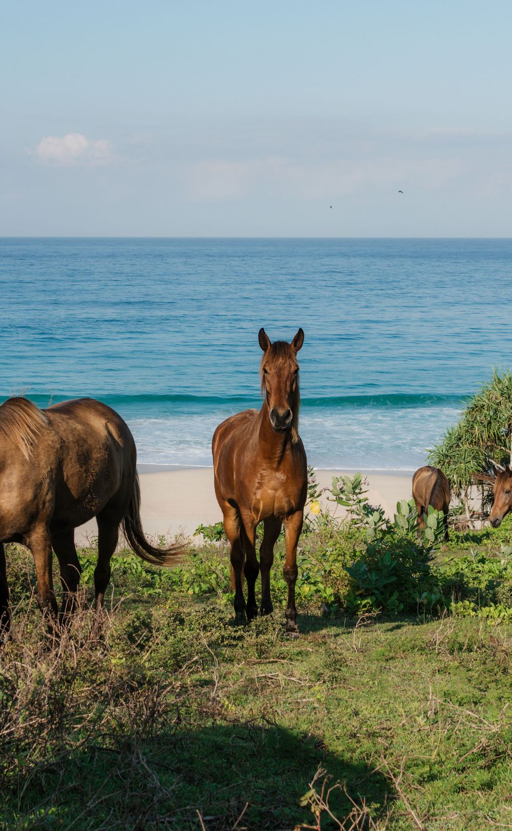 Wild sandalwood horses on beach at NIHI Sumba, Indonesia.