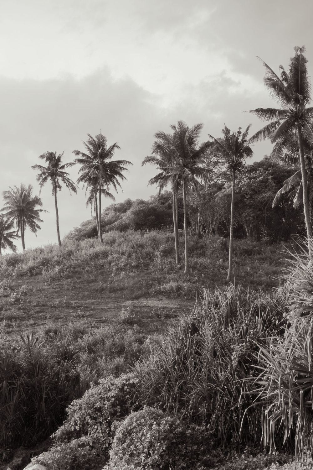 Palm trees on Nihiwatu Beach, at NIHI Sumba, Indonesia