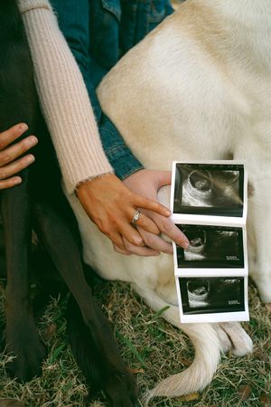 Hands holding ultrasound photos next to a white dog.