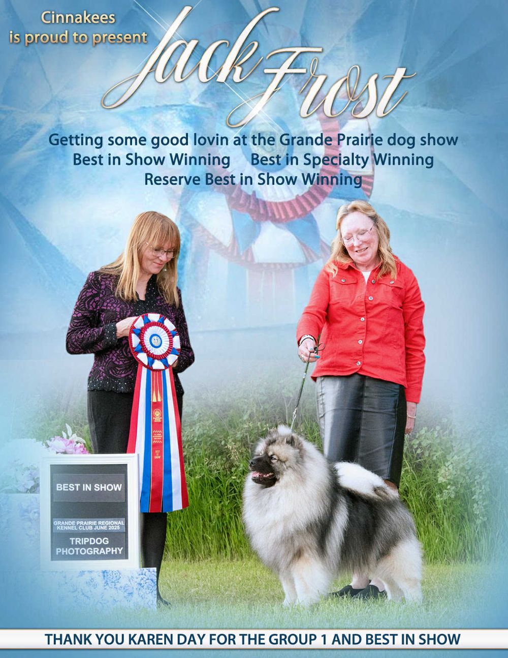 Conformation Ad, Advertisement, Keeshond, Pet Photographer near me, Red Deer Alberta Dog Photographer