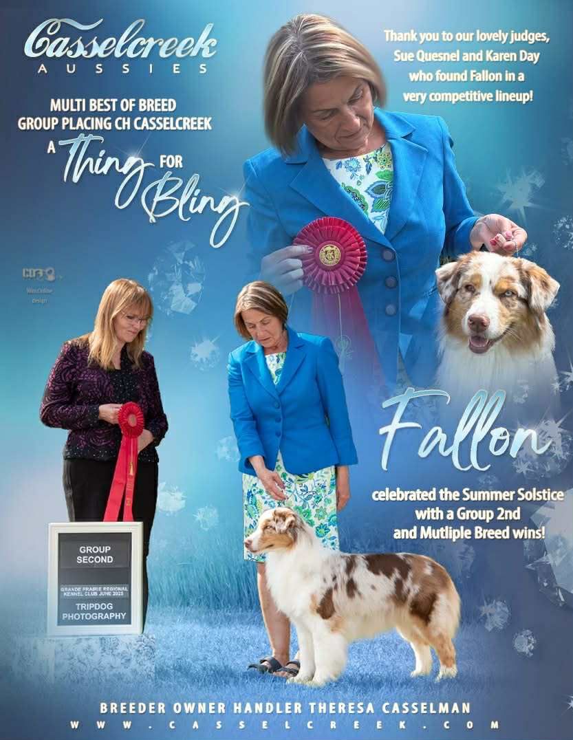 Conformation Ad, Advertisement, Australian Shepherd, Pet Photographer near me, Red Deer Alberta Dog Photographer