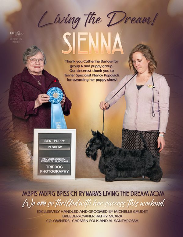Conformation Ad, Advertisement, Scottie, Pet Photographer near me, Red Deer Alberta Dog Photographer