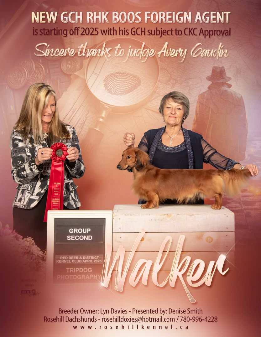 Conformation Ad, Advertisement, Daschund, Pet Photographer near me, Red Deer Alberta Dog Photographer