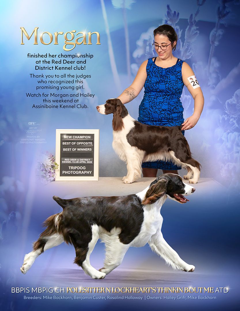 Conformation Ad, Advertisement, Brittany, Pet Photographer near me, Red Deer Alberta Dog Photographer