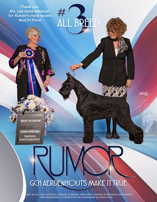 Conformation Ad, Advertisement, Giant Schnauzer, Pet Photographer near me, Red Deer Alberta Dog Photographer