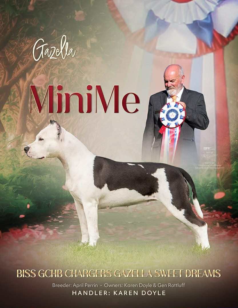 Conformation Ad, Advertisement, Staffie, Pet Photographer near me, Red Deer Alberta Dog Photographer