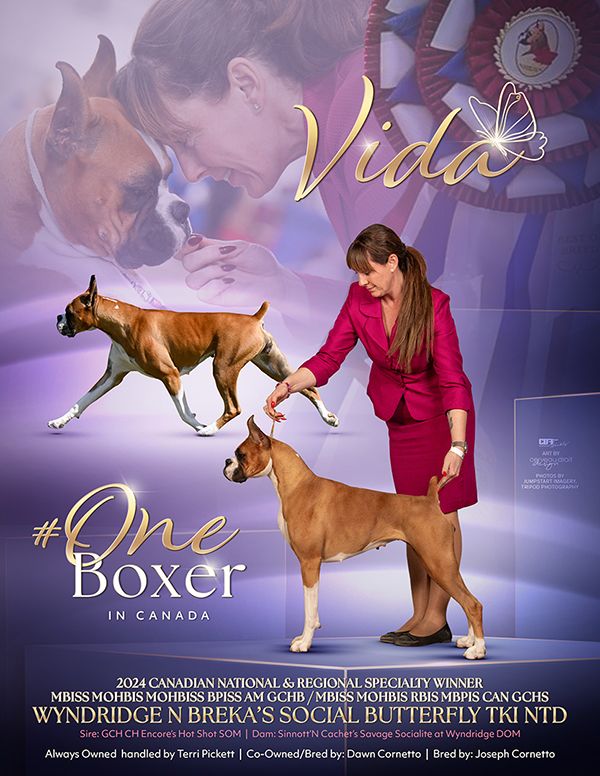 Conformation Ad, Advertisement, Boxer, Pet Photographer near me, Red Deer Alberta Dog Photographer