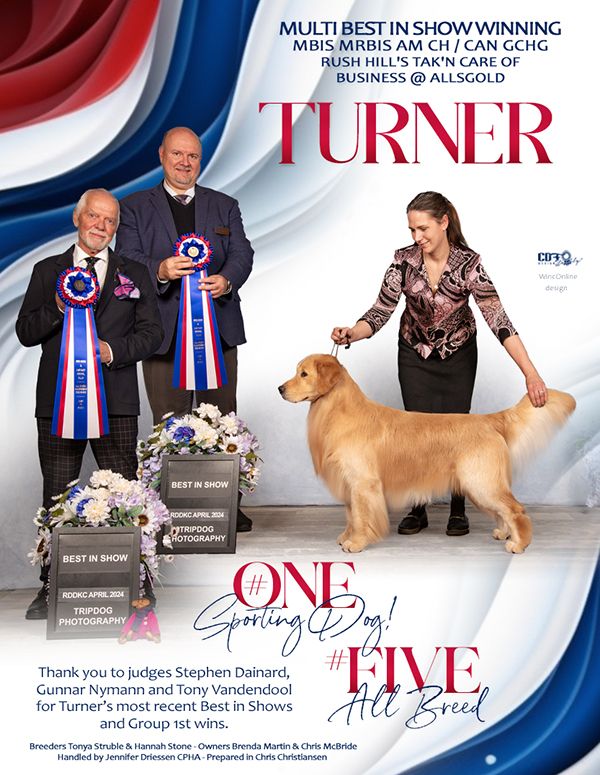 Conformation Ad, Advertisement, Golden Retriever, Pet Photographer near me, Red Deer Alberta Dog Photographer