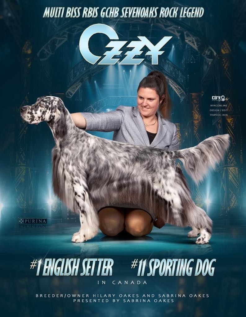 Conformation Ad, Advertisement, Setter, Pet Photographer near me, Red Deer Alberta Dog Photographer