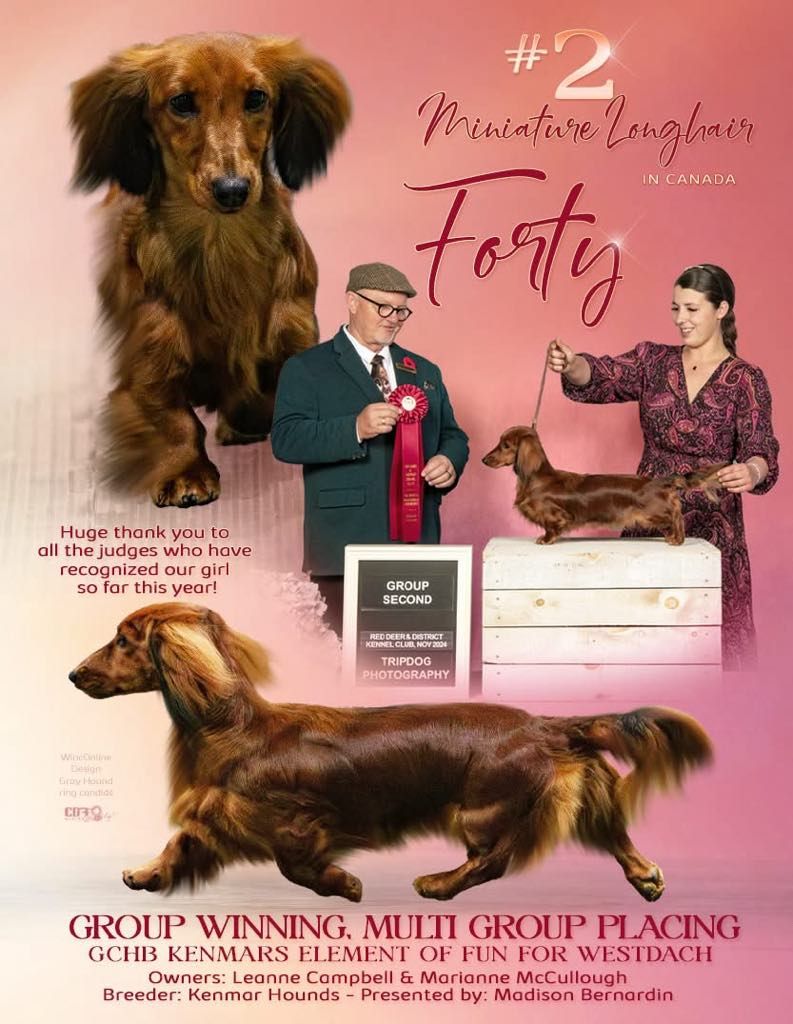 Conformation Ad, Advertisement, Daschund, Pet Photographer near me, Red Deer Alberta Dog Photographer