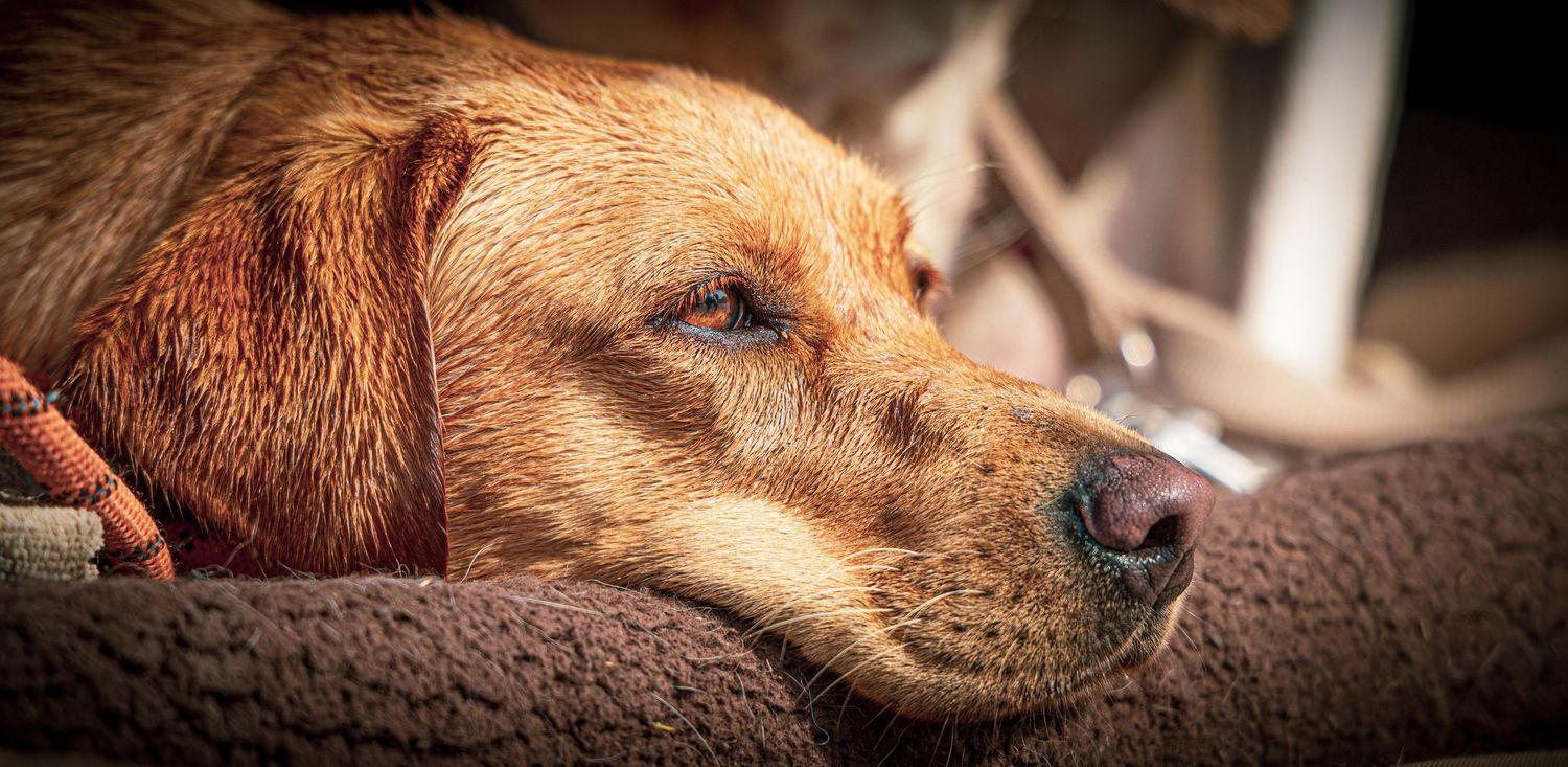 Portrait of Brown Labrador resting head on brown blanket from Beautiful Pet Portraits