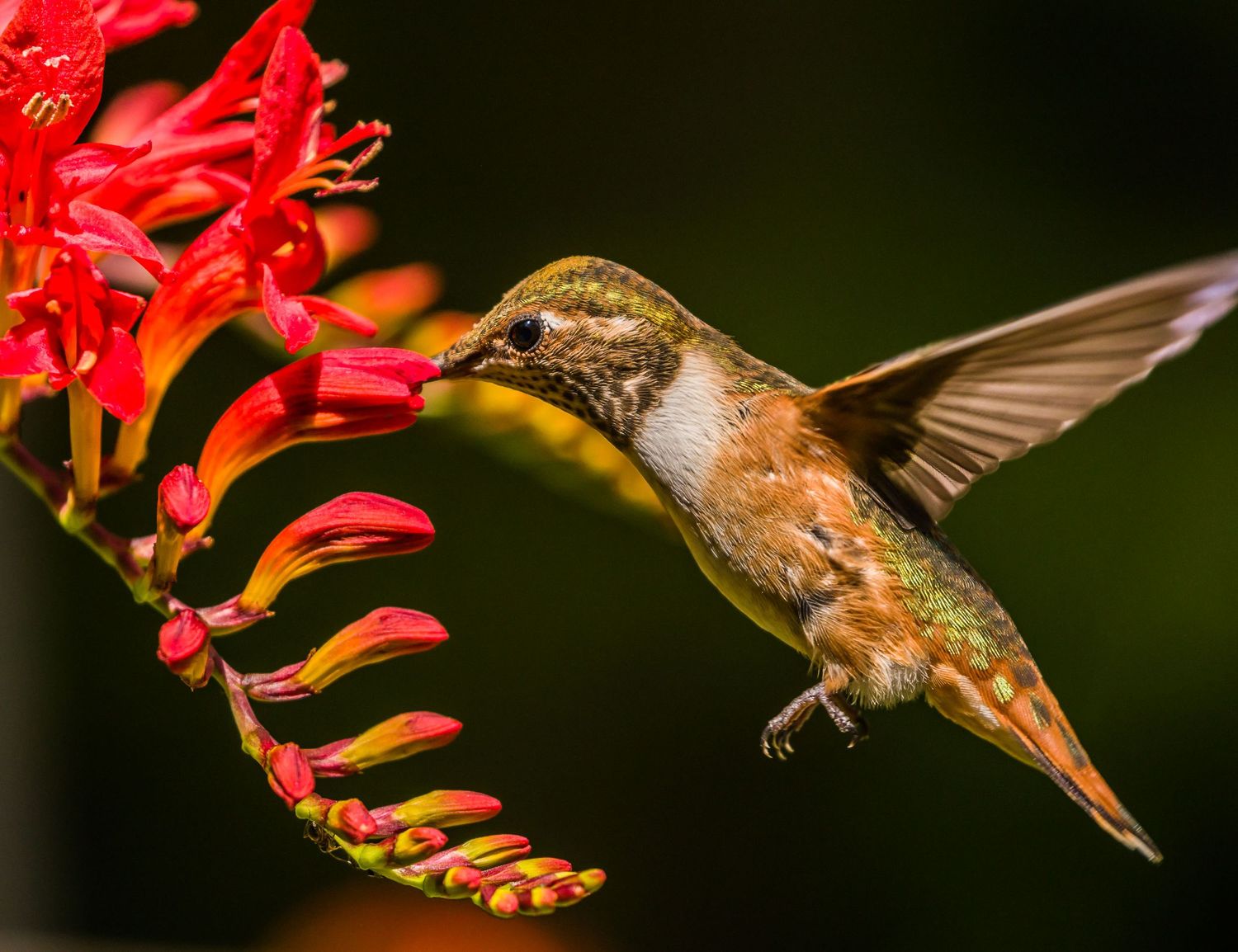 Rufous hummingbird