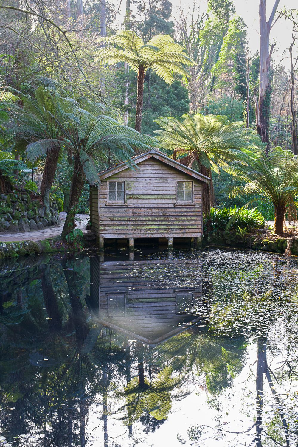 Rustic wooden stilt house reflected in a tranquil pond surrounded by lush tree ferns in a forest garden.