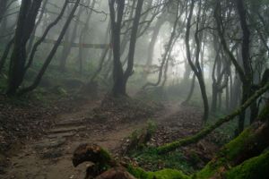 Misty forest path winds through twisted trees covered in moss and fog.