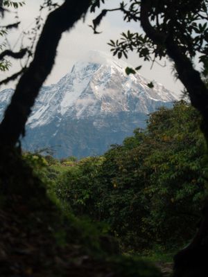Snow-peaked mountains frame the view through foreground tree branches and foliage.