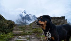 Black and brown dog stands on stone steps with a snow-capped mountain peak visible through clouds behind.