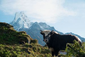 Mountain goat stands on grassy slope with snow-covered mountain peaks in the background.