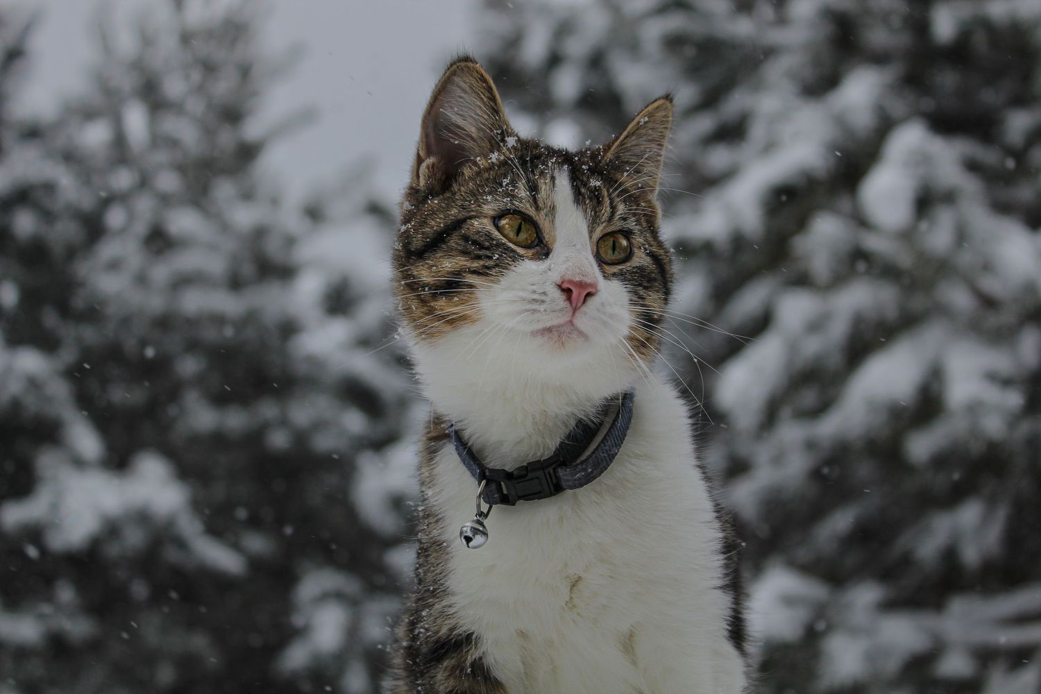 Tabby and white cat wearing a dark collar sitting outdoors in a snowy winter landscape.