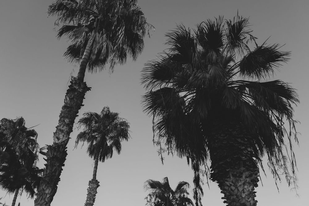 Palm trees swaying in Tenerife, capturing a peaceful and sunny holiday atmosphere.