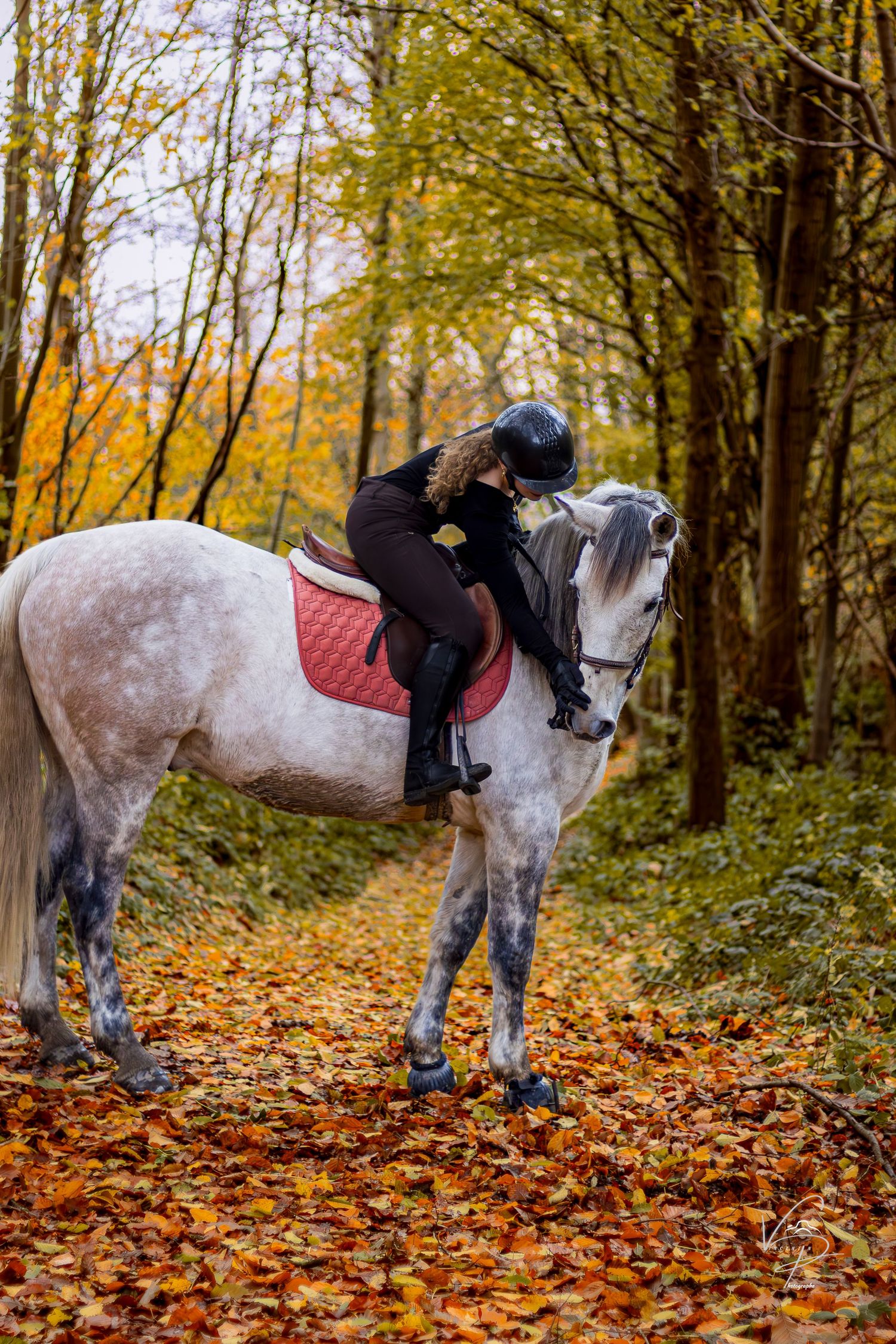 White horse with red saddle photographed in sequence walking through autumn woods.