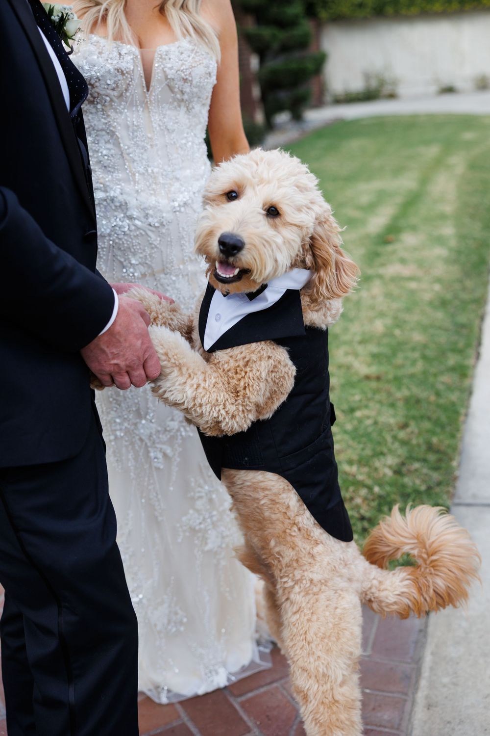 Goldendoodle dog wearing a tuxedo stands between wedding couple in elegant white dress and black suit.