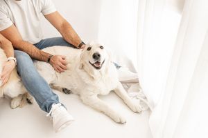 A white dog lies on a light colored floor while someone pets and scratches its belly.