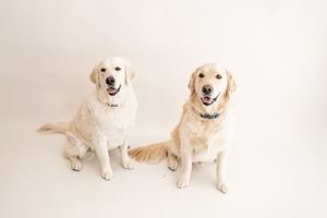 Two golden retriever dogs sitting side by side on a white background with happy expressions and wagging tails.