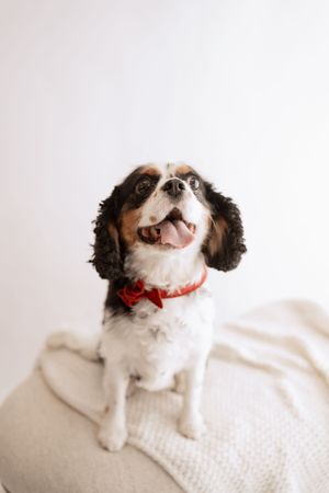 Small brown and white spaniel dog wearing a red collar poses on white bedding in a series of playful expressions.