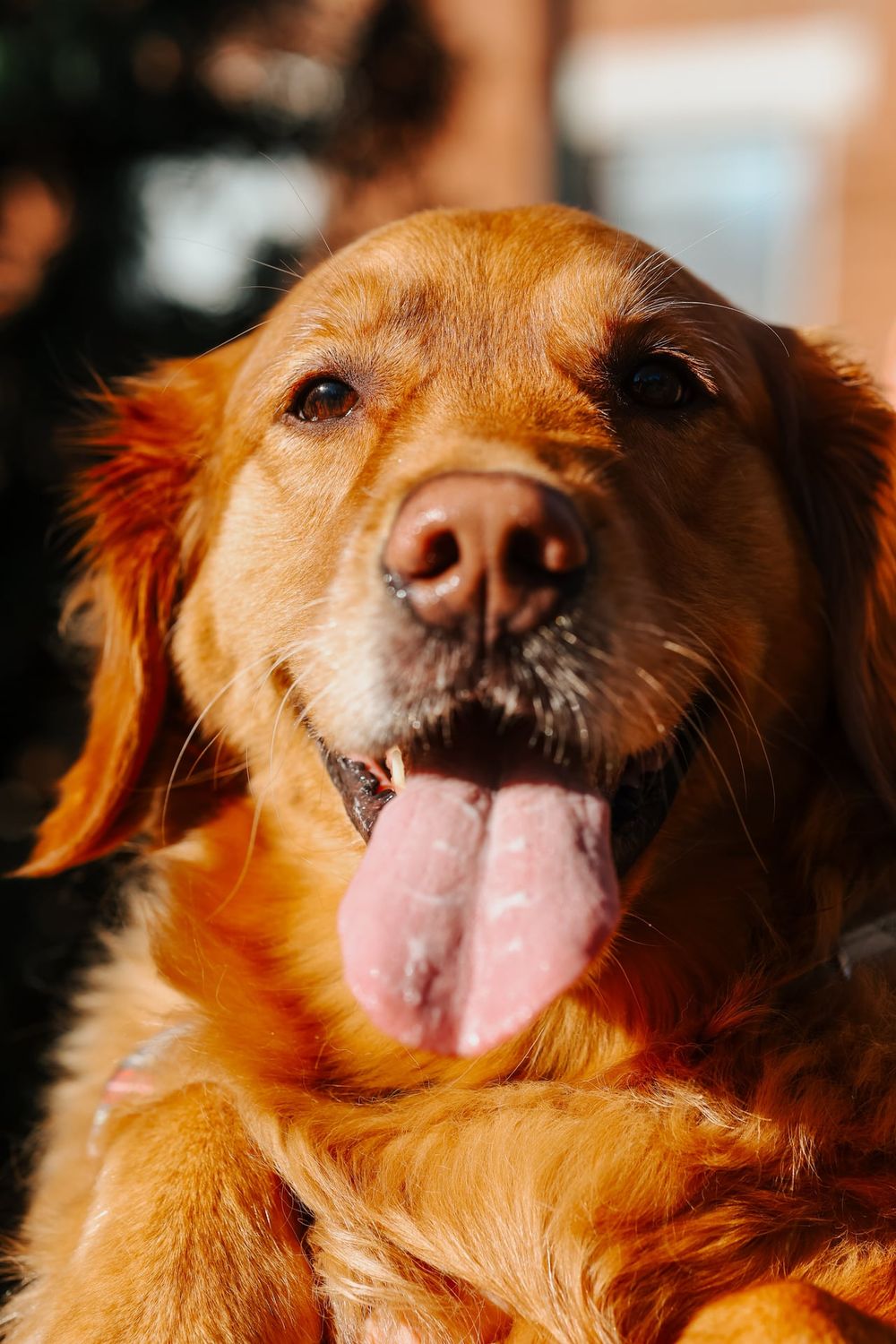 Close-up portrait of smiling golden retriever with tongue out.