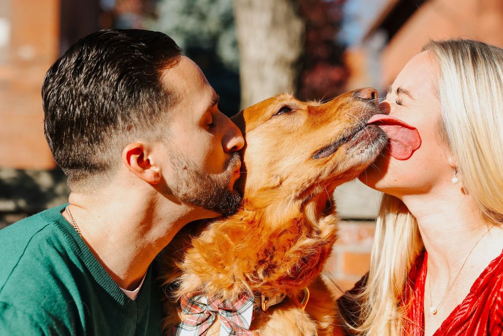 Playful moment between a golden retriever and couple outdoors in sunlight.