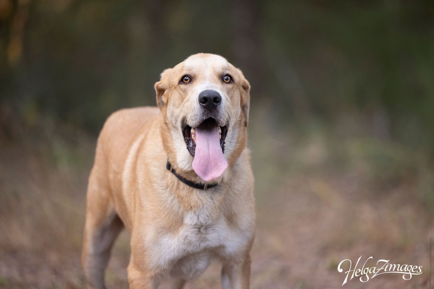 Timber the loving sweetheart - he will just steal your heart - looking for an adopter.