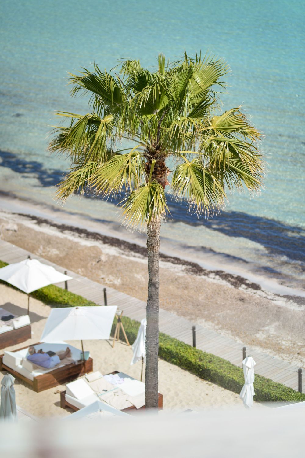 ibiza palm tree