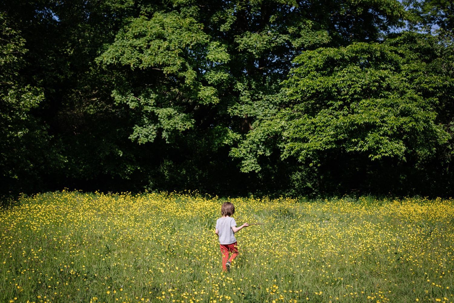 A person stands in a summer meadow filled with yellow wildflowers against a backdrop of green trees.