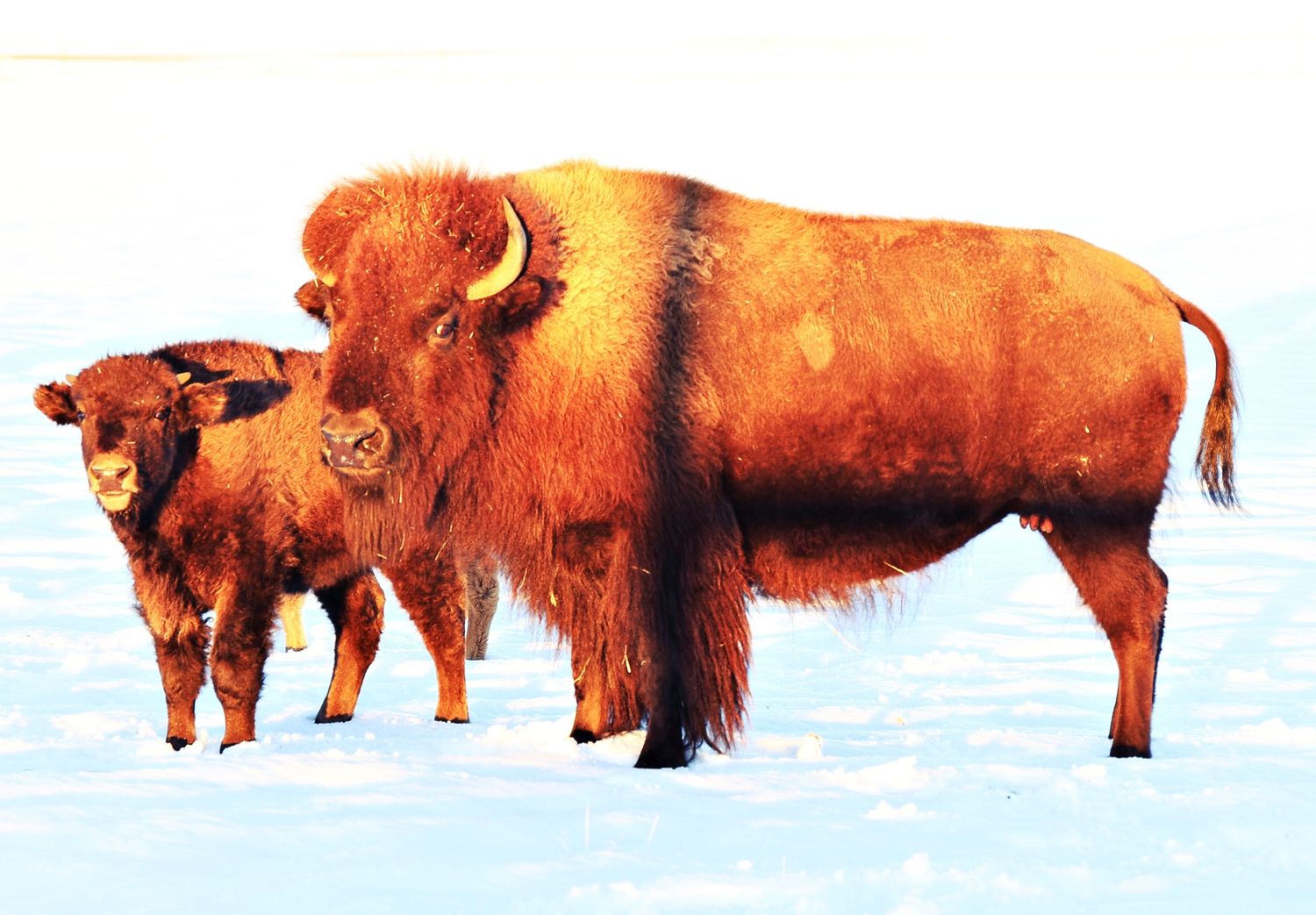Bison