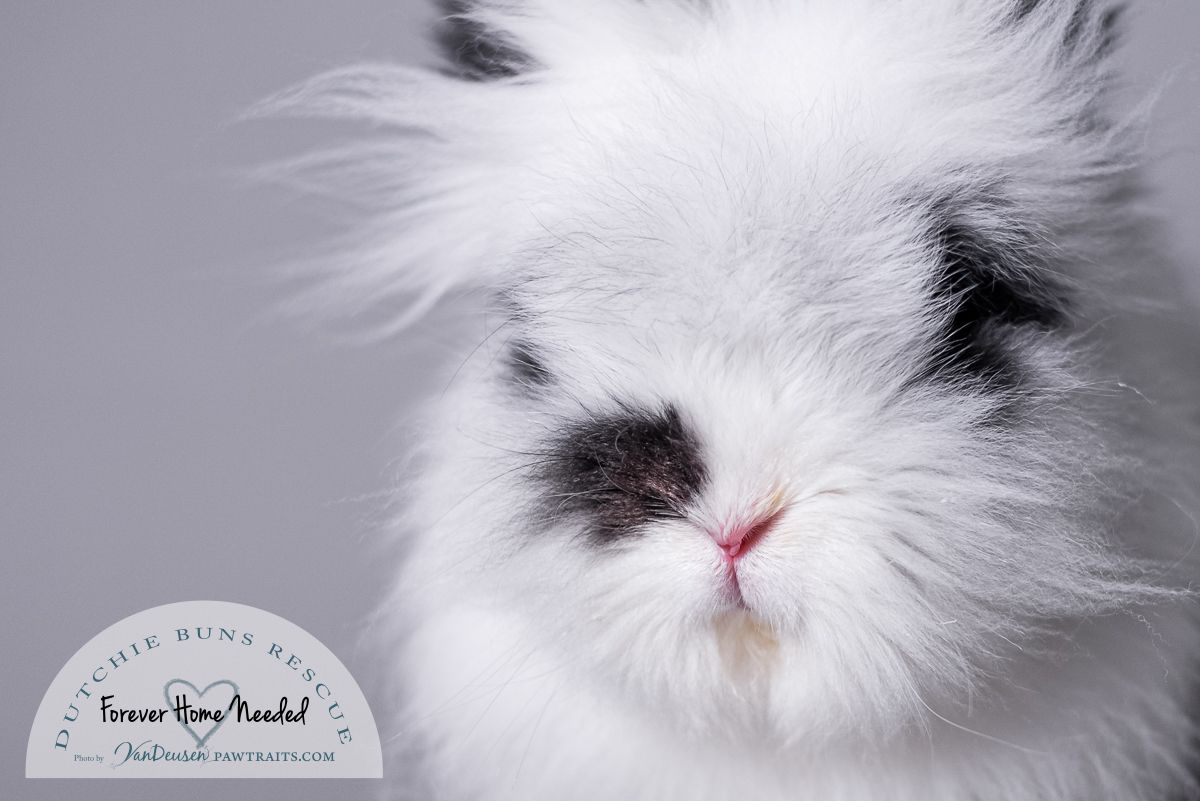 Close up portrait of a fluffy white lionhead rabbit with black spots and pink nose against light background.