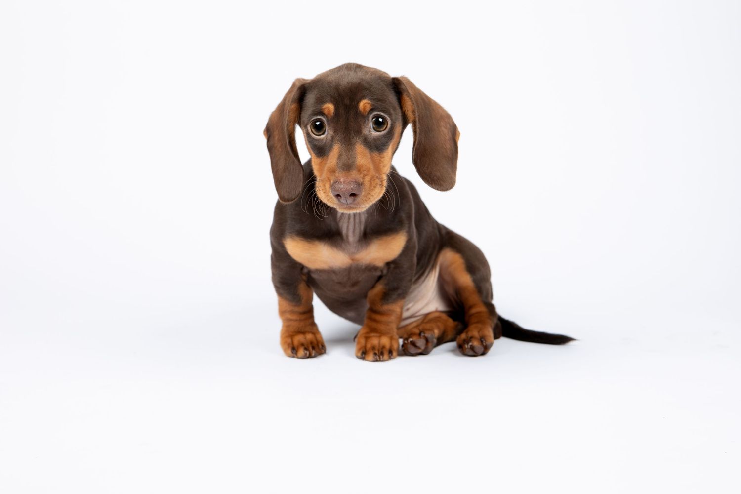Adorable dachshund puppy with brown and black fur sitting against white background, looking at camera with big eyes.