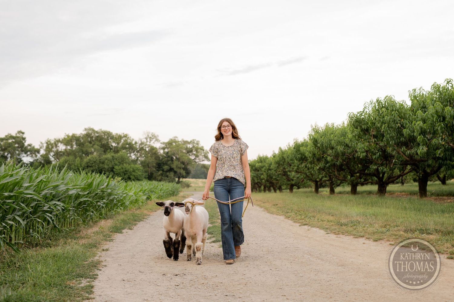 Show animals follow their handler down a dirt path bordered by corn and fruit trees.