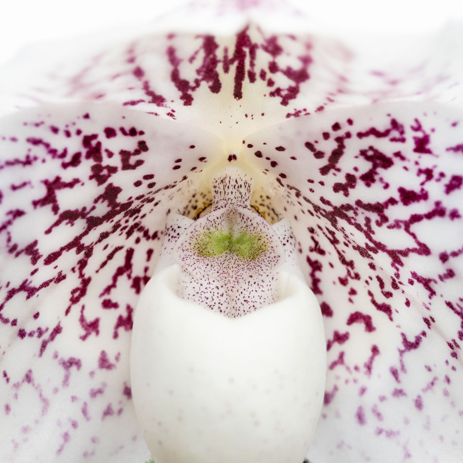 Photograph of paphiopedilum bellatulum orchid flower
