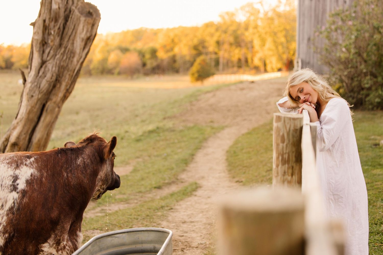 A curious brown dairy cow interacts with someone in white at a rustic farm fence during golden hour sunset.